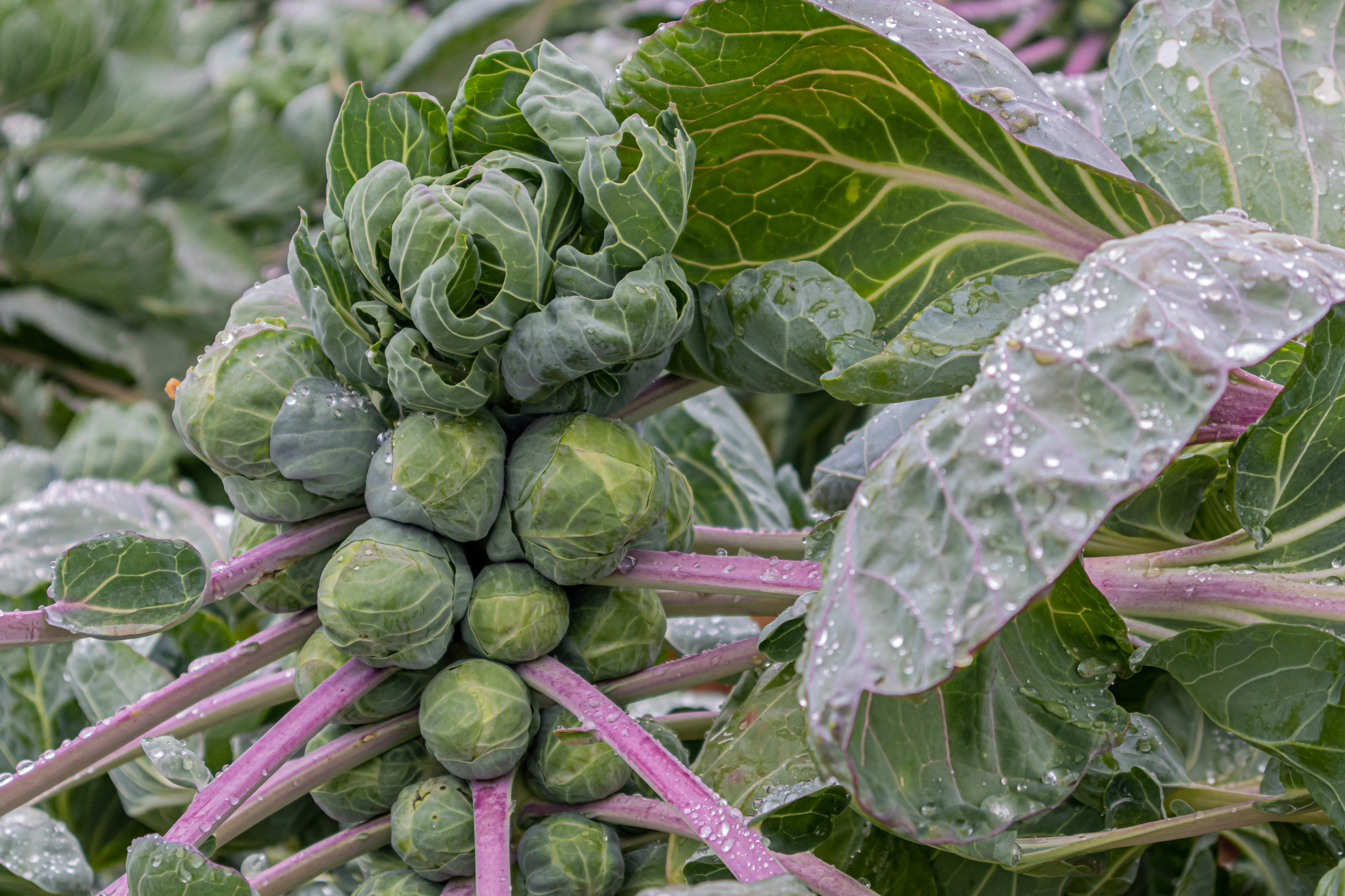 An Easy Guide To Growing Brussels Sprouts Garden Gnome Academy 