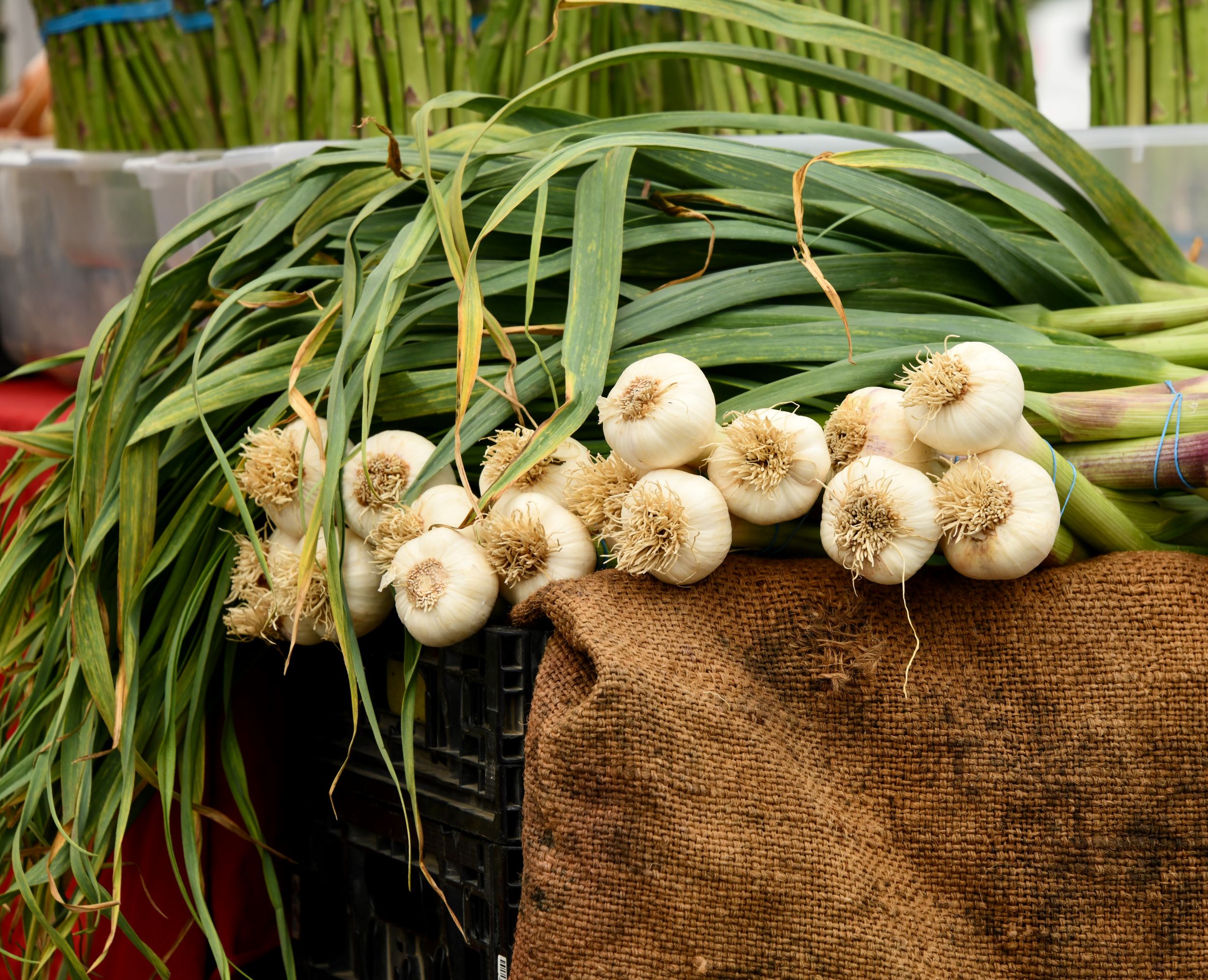 How to Grow Garlic 8 SuperEffective Tricks Garden Gnome Academy