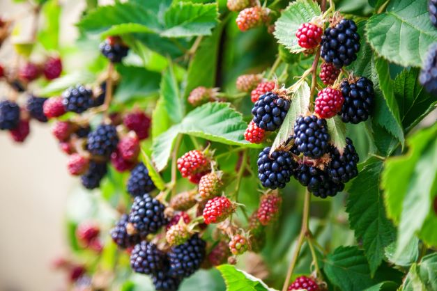 An Expert Guide To Planting Blackberry Bushes